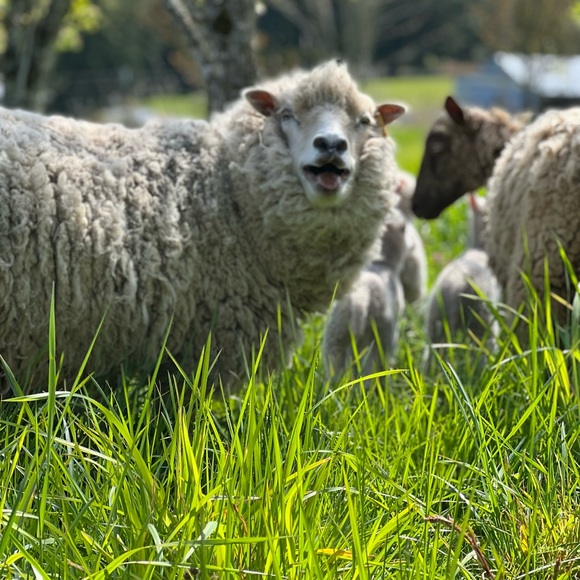 Meet your Posher, Erika - Picture 2 of 6